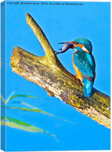 Kingfisher  Canvas Print by Martin Kemp Wildlife