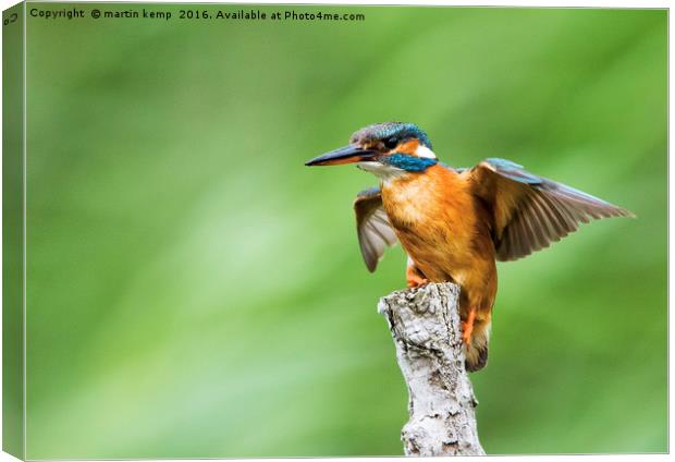 Kingfisher Spreading Wings Canvas Print by Martin Kemp Wildlife