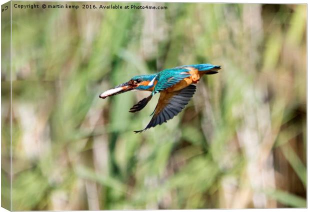 Kingfisher Flying With Fish Canvas Print by Martin Kemp Wildlife