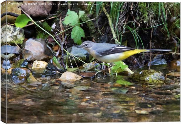 Grey Wagtail 1 Canvas Print by Martin Kemp Wildlife