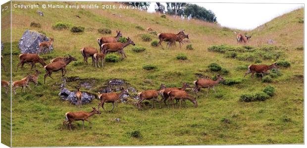 Red Deer Hind's 2 Canvas Print by Martin Kemp Wildlife