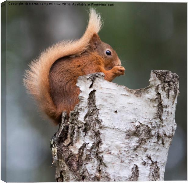 Red Squirrel in Tree Canvas Print by Martin Kemp Wildlife