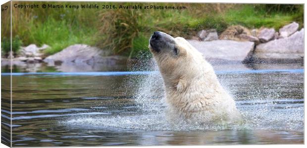 Polarbear Having a Shake in the Lake Canvas Print by Martin Kemp Wildlife