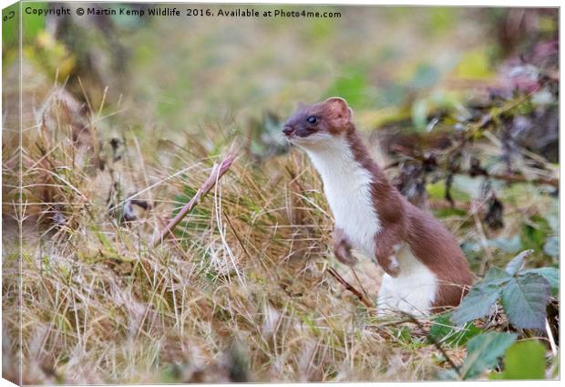 Stoat in the Grass Canvas Print by Martin Kemp Wildlife