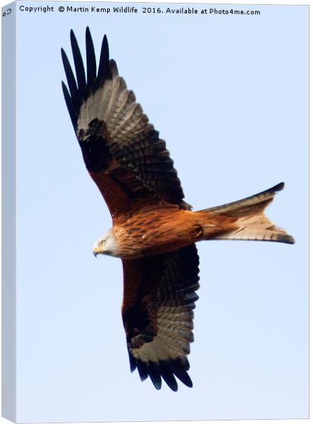 Red Kite 1 Canvas Print by Martin Kemp Wildlife