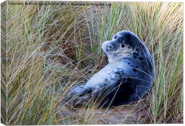 Grey Seal Pup Canvas Print by Martin Kemp Wildlife