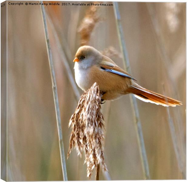 Female Bearded Tit Canvas Print by Martin Kemp Wildlife