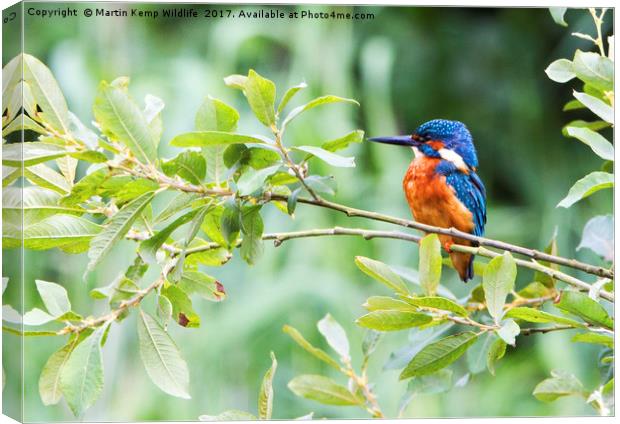 Kingfisher in The Bush Canvas Print by Martin Kemp Wildlife