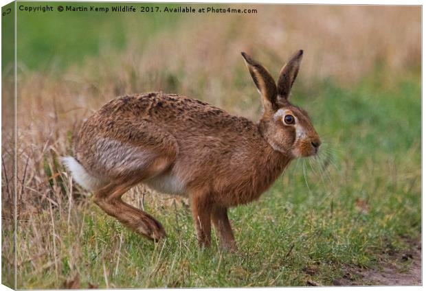 March Hare Canvas Print by Martin Kemp Wildlife