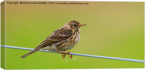 Meadow Pipit Canvas Print by Martin Kemp Wildlife