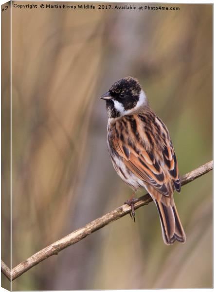 Male Reed Bunting Canvas Print by Martin Kemp Wildlife
