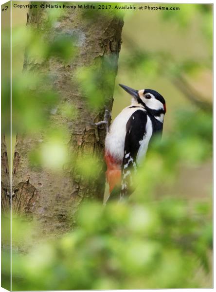 Woodpecker in the Leaves Canvas Print by Martin Kemp Wildlife