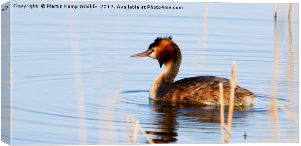 Great Crested Grebe Canvas Print by Martin Kemp Wildlife