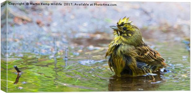 Yellowhammer Having a Splash Canvas Print by Martin Kemp Wildlife