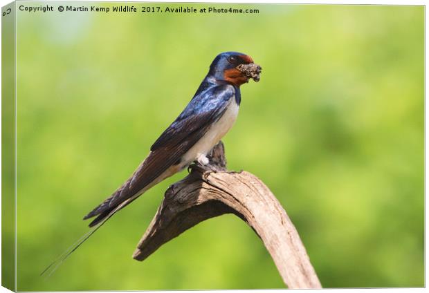 Swallow With Mud Canvas Print by Martin Kemp Wildlife