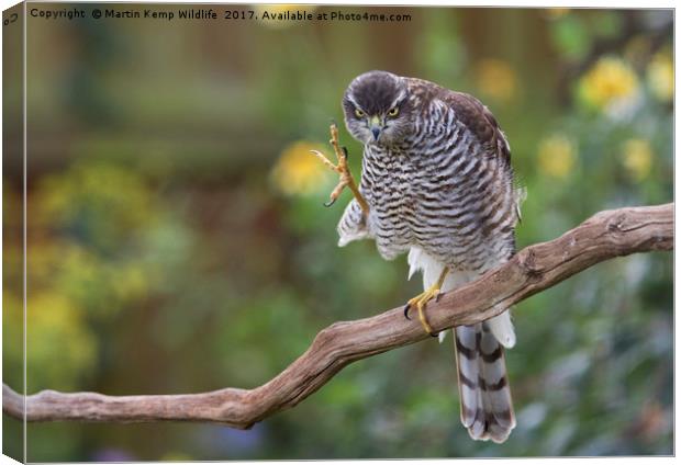 Sparrowhawk Having a Scratch Canvas Print by Martin Kemp Wildlife