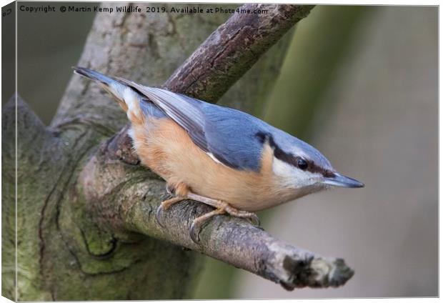 Nuthatch 1 Canvas Print by Martin Kemp Wildlife