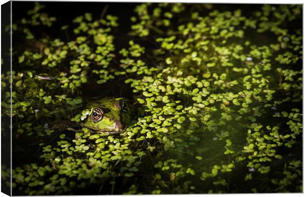 Frog relaxing in lake Canvas Print by steven ibinson