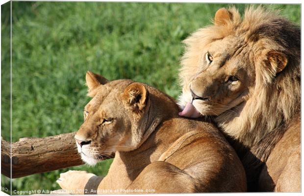 Lion kiss Canvas Print by Albert Gallant