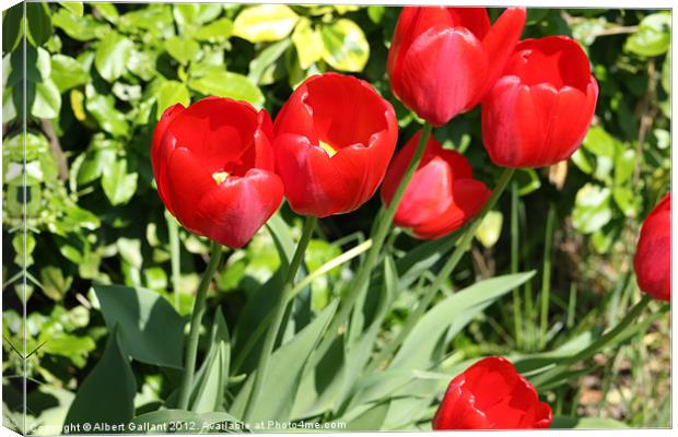 Tulips Canvas Print by Albert Gallant