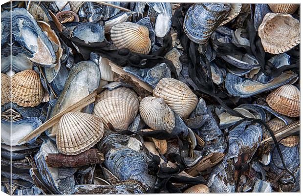  Cockles and Mussels Canvas Print by Karen Appleyard