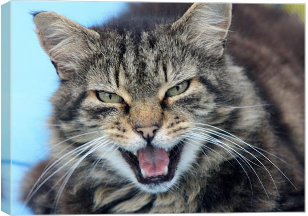 Roaring cat Canvas Print by Marilyn PARKER