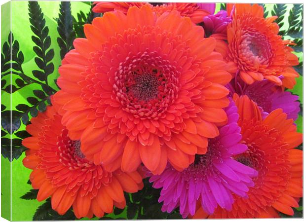 Flaming Orange and lilac Gerbera Canvas Print by Marilyn PARKER