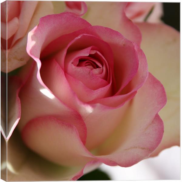 Romantic rose Canvas Print by Marilyn PARKER