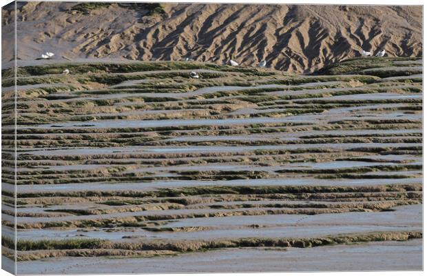 Seagulls in mud at low tide, Clevedon, Somerset Canvas Print by mark humpage