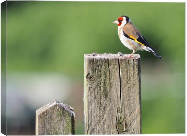Goldfinch on fence  Canvas Print by mark humpage