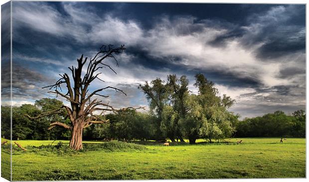 Dramatic Tree Canvas Print by mark humpage