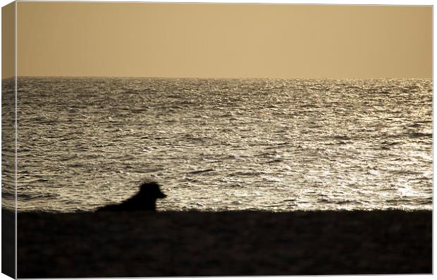 Dog watching Cape Verde sunset Canvas Print by mark humpage