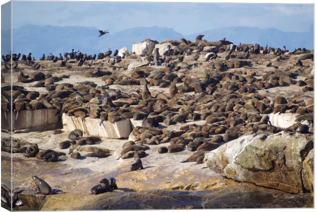Seal Island, South Africa      Canvas Print by mark humpage