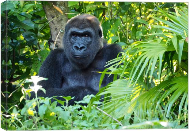 Gorillas in the mist Canvas Print by mark humpage