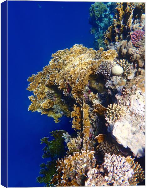 Red Sea Coral Canvas Print by mark humpage