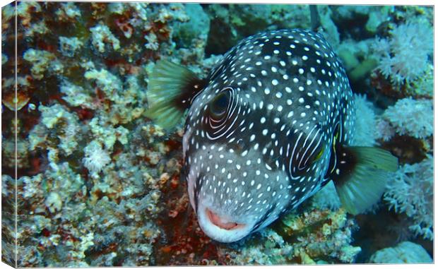 Red Sea Pufferfish Canvas Print by mark humpage