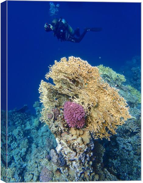 Diving through the Red Sea Coral Canvas Print by mark humpage