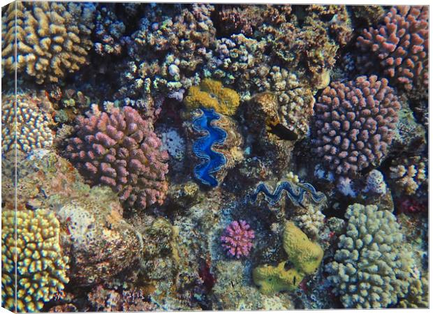 Red Sea Coral Colour Canvas Print by mark humpage