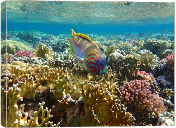 Rainbow Wrasse Red Sea Canvas Print by mark humpage