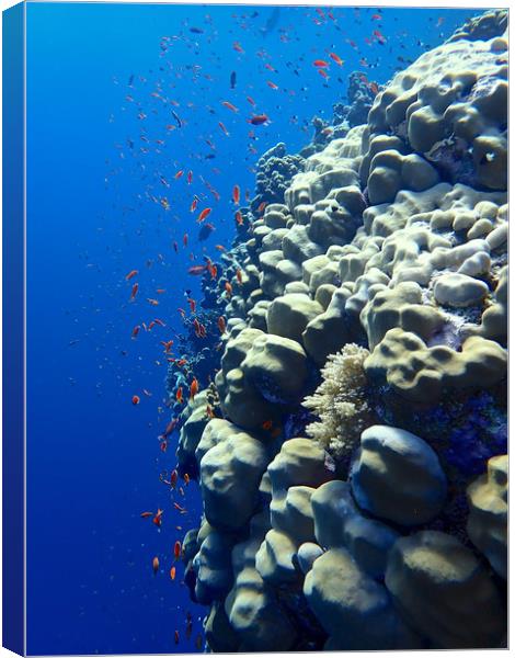 Elphinstone Reef Coral Canvas Print by mark humpage