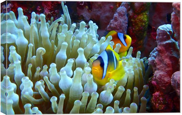 Red Sea Clown Fish Canvas Print by mark humpage