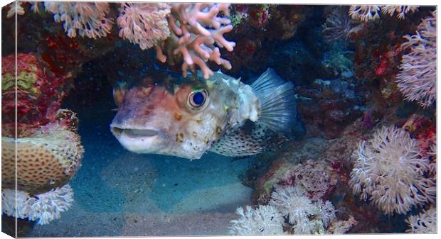 Puffer Fish Canvas Print by mark humpage