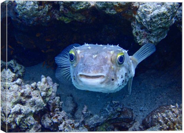 Puffer Fish watching Canvas Print by mark humpage