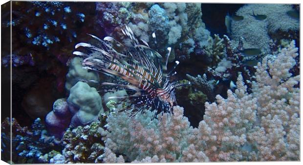 Lion Fish with soft coral Canvas Print by mark humpage