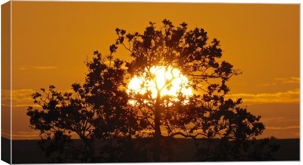 Golden sunset tree Canvas Print by mark humpage