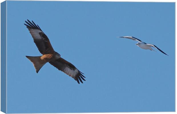 Red Kite and Gull in flight close up Canvas Print by mark humpage