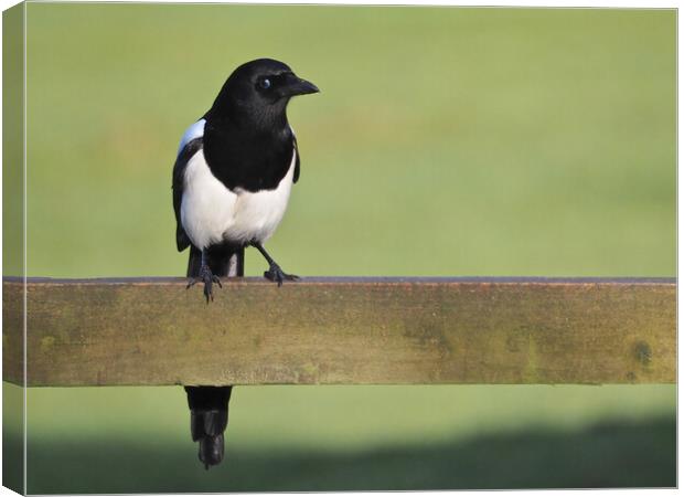 Magpie standing on fence in sun Canvas Print by mark humpage