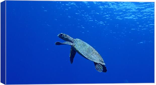 Turtle swimming in sea Canvas Print by mark humpage