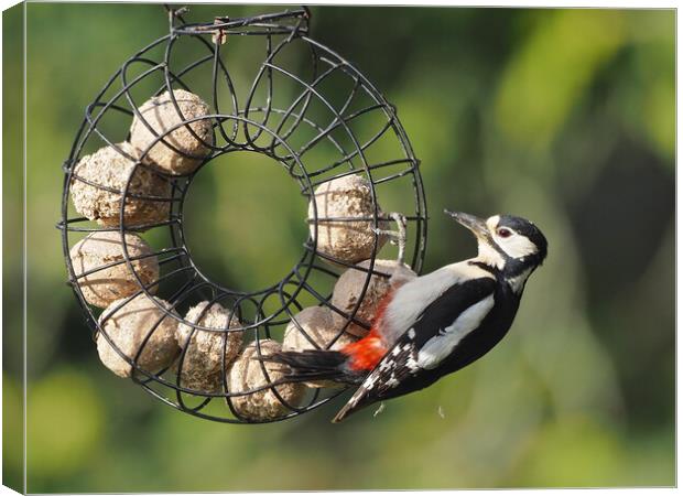 Woodpecker feeding on bird feeder Canvas Print by mark humpage