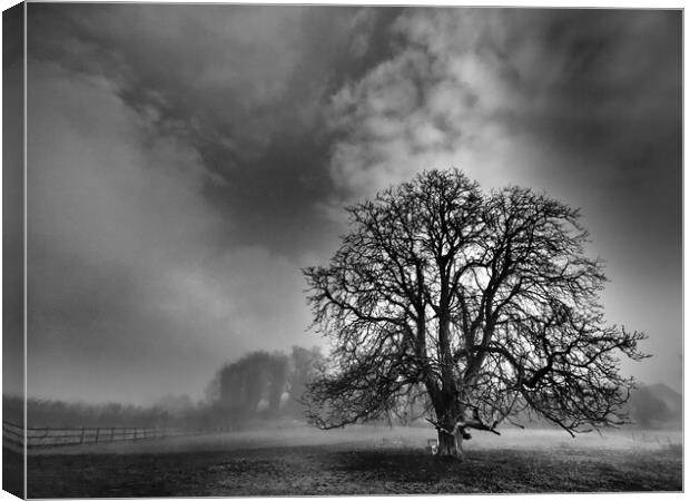 Lone tree in mist, Leicestershire  Canvas Print by mark humpage